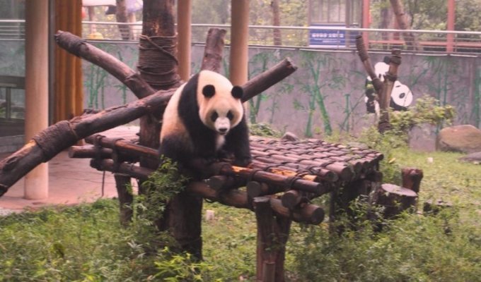 Как мы искали панду в зоопарке Гуанчжоу (101 фото)
