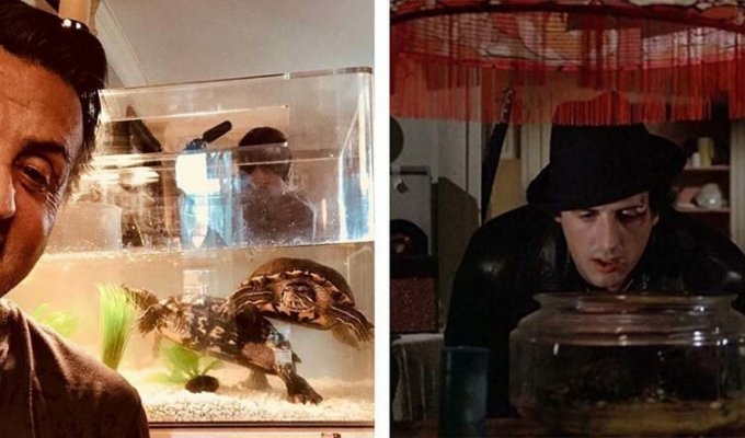 Старые друзья: Сильвестр Сталлоне и две черепахи из фильма «Рокки» встретились спустя более 40 лет (5 фото + 1 видео)