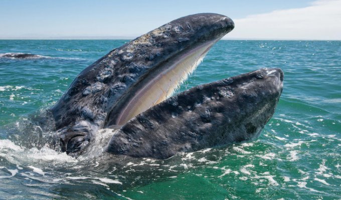 Ласковый серый кит (14 фото)