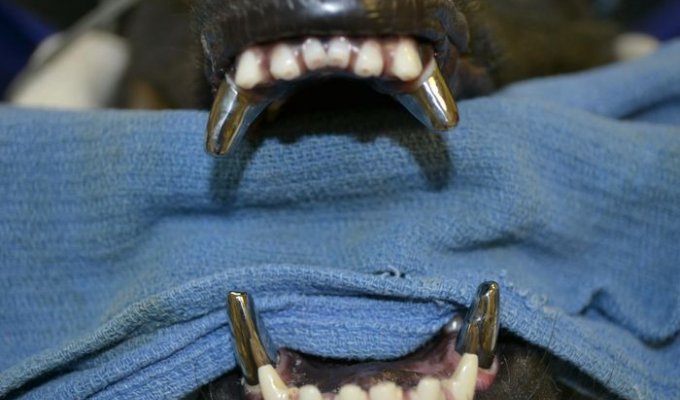 Титановые зубы собаки (6 фото)
