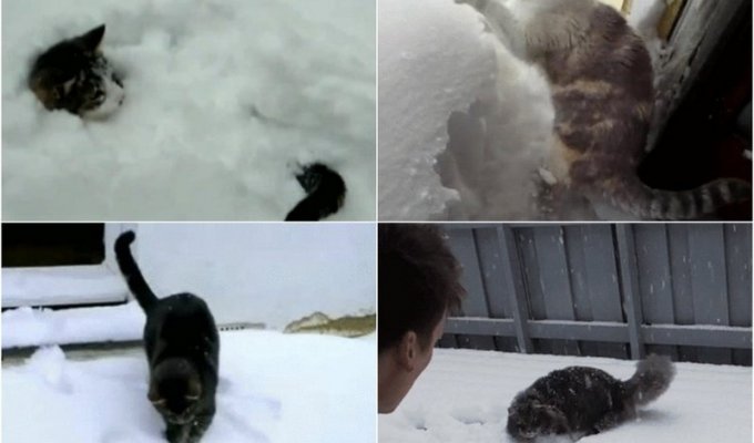 Кошки зимой (15 фото)