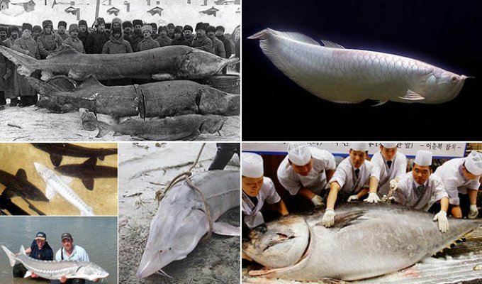 Топ 10 самой дорогой рыбы в мире (11 фото)