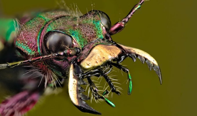 Захватывающая макрофотография насекомых (30 фото)