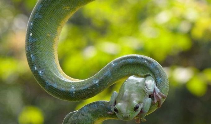 Лягушка и змея (7 фото)