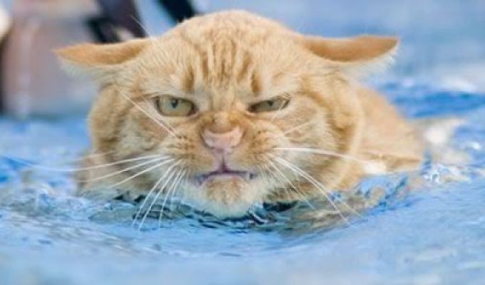 Кошки и вода (29 фотографий)