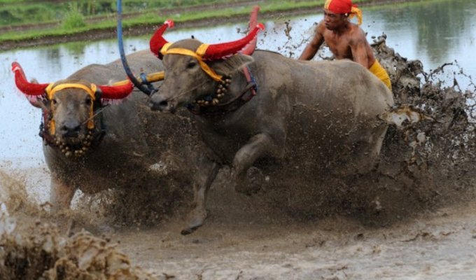 В Индонезии прошли гонки на быках (8 фото)