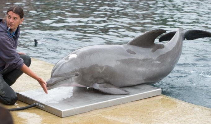 Моби - старейший дельфин в неволе - умер в возрасте 58 лет (3 фото)