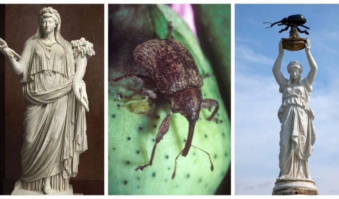 За какие заслуги американцы решили увековечить память о насекомом-вредителе? (11 фото)