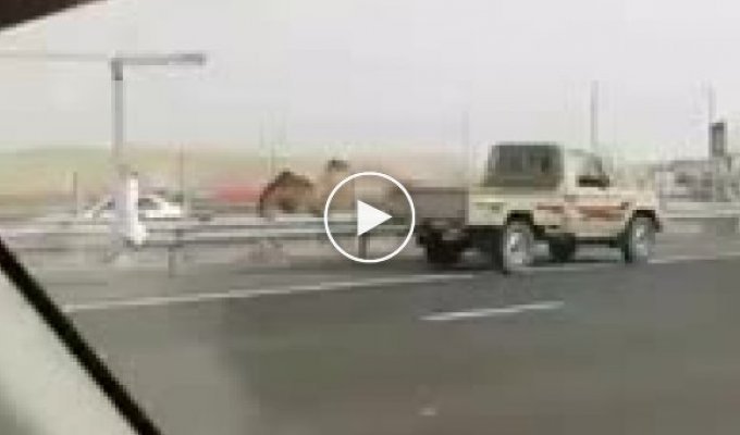 Погоня за верблюдом на оживленной трассе в Дубае