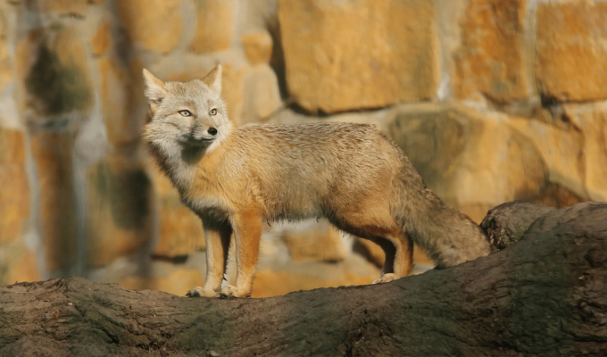 Корсак: лисица Великой степи (9 фото)