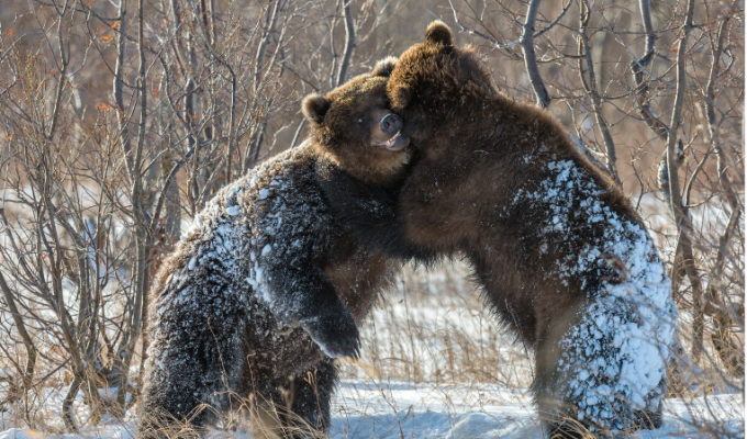 Суровое обаяние медведей в фотографиях Сергея Иванова (29 фото)