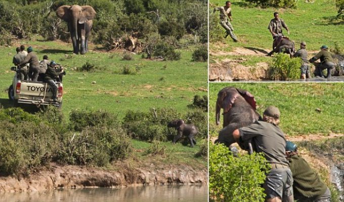 Рейнджеры, рискуя жизнями, спасли слоненка (12 фото)