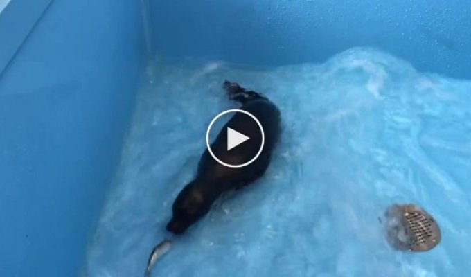 Спасенный нерпёнок ловит рыбу и привыкает к холодной воде
