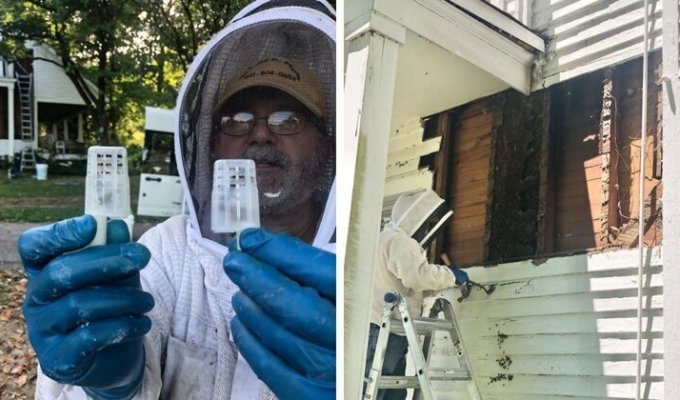 Мужчина нашел пчелиный улей высотой в два этажа (20 фото)