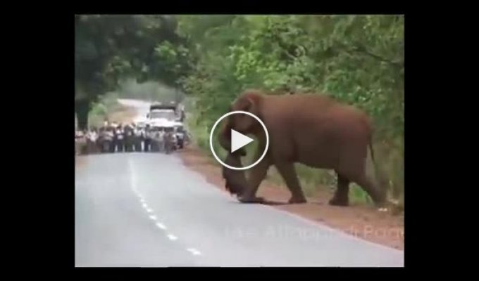 Траурная процессия слонов, несущих тело погибшего слонёнка