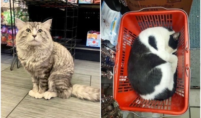 Коты, которые оккупировали магазины - и не собираются уходить (30 фото)