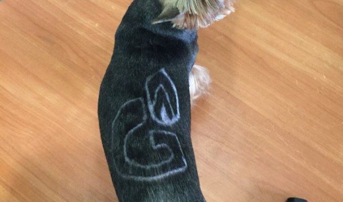В Новом Уренгое появилась собака с выбритым на спине логотипом «Газпрома» (2 фото)