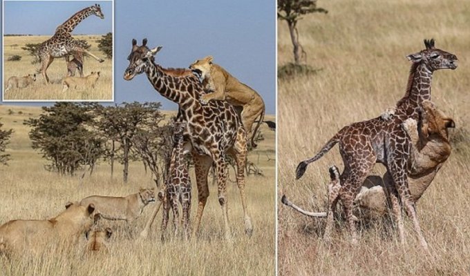 Борьба за выживание: стая львов против семейства жирафов (10 фото)