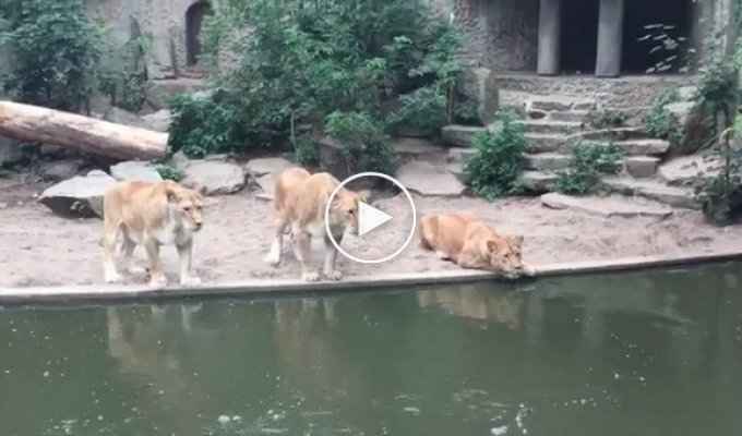 Львы охотятся на цаплю в амстердамском зоопарке   