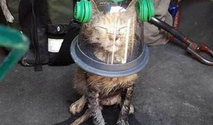 Пожарные привели в сознание кота с помощью особой кислородной маски (7 фото)