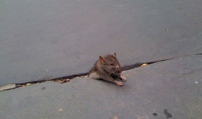 Фотожаба. Печальная застрявшая крыса (24 фото)
