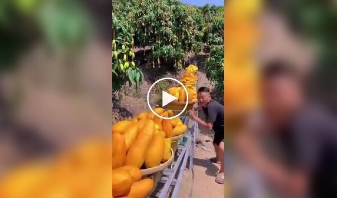Сбор манго в Таиланде