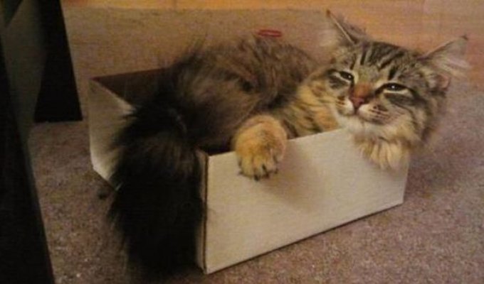 Коты в коробках (17 фото)