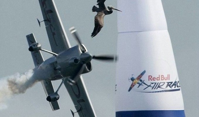  Встреча пеликана и самолета (2 фото)