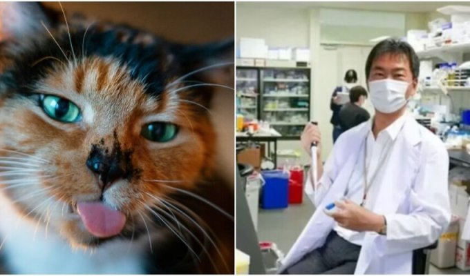 Японский учёный придумал, как продлить жизнь кошкам (9 фото)