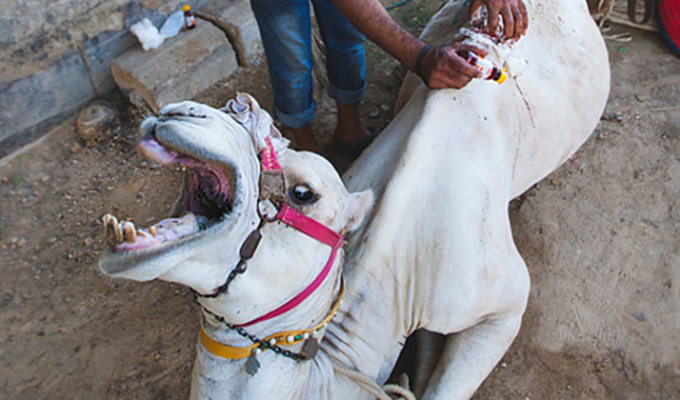Ужасная судьба верблюдов и лошадей в Египте (17 фото)