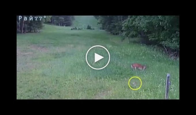 Битва оленя с ястребом, поймавшим кролика в США
