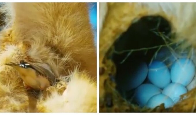 Практичная амадина нашла необычное местечко для гнездования (6 фото + 1 видео)