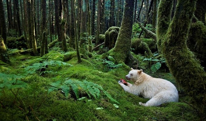 Удивительная жизнь медведей, подсмотренная известным фотографом в лесах Канады и в Арктике (9 фото)