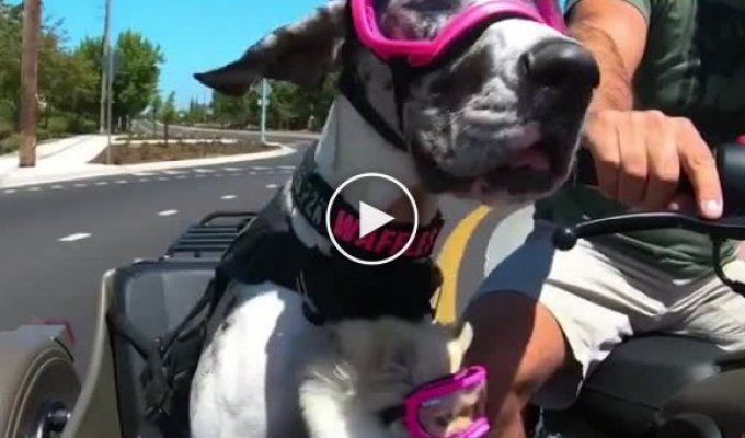 Собаки с удовольствием катаются в коляске мотоцикла