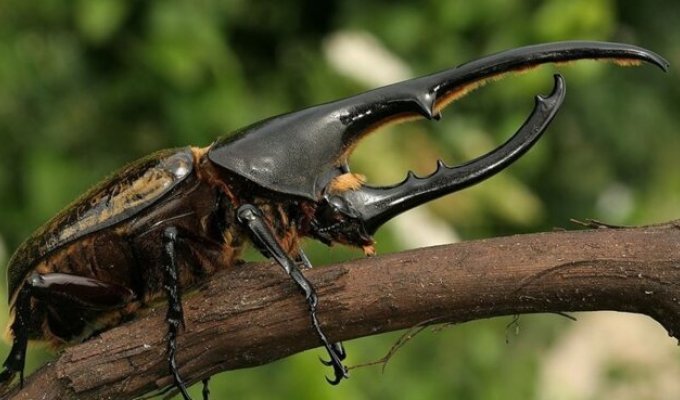 Несколько самых большие насекомые на Земле (8 фото)