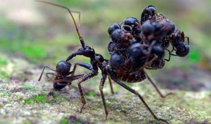 Повелитель смерти в обществе муравьёв: что происходит, когда в улей приходит сборщик тел? (8 фото)