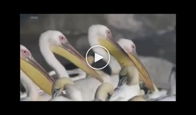Когда пеликанам лень ловить рыбу, они меняют цель охоты