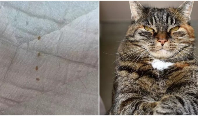 Хозяйка увидела на кровати "зёрнышки", которые оставила кошка (5 фото)