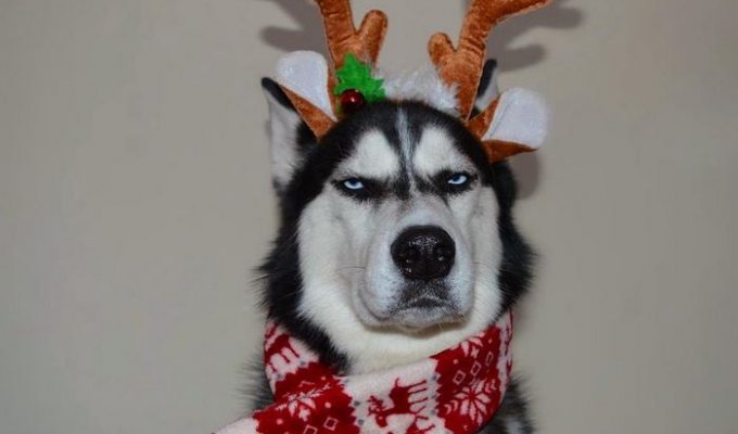 Хозяйка попыталась сделать новогоднюю фотосессию для своего хаски которому не очень понравился костюм