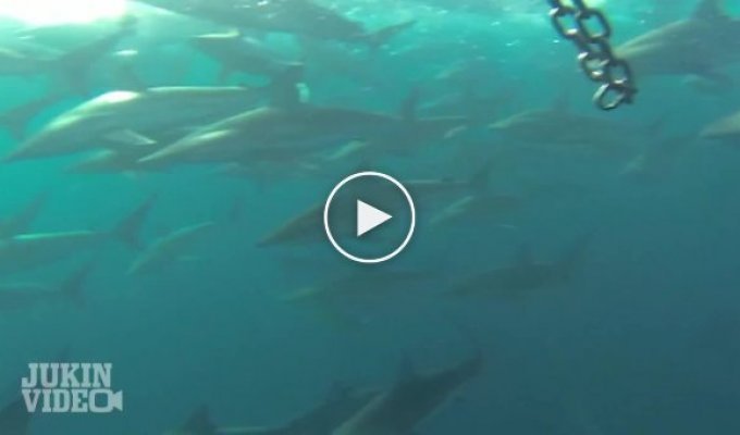Стая акул сопровождает рыбаков