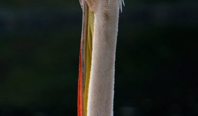 Пеликаны (20 фото)