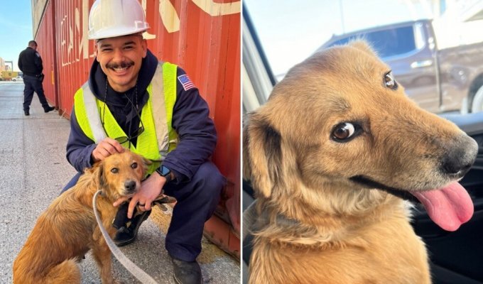 В США спасли собаку, просидевшую больше недели в закрытом контейнере (3 фото + 1 видео)