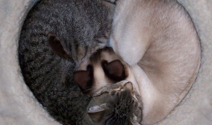Сплят милые кошки (45 фото)
