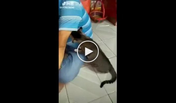 Кошак потерял сознание от запаха хозяина