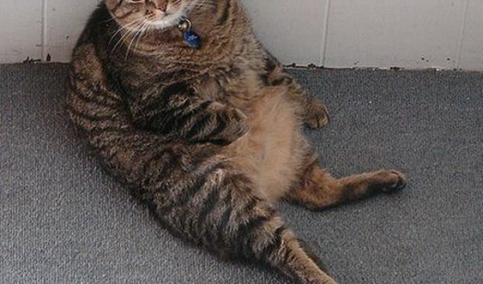 Очень толстые коты (48 Фото)