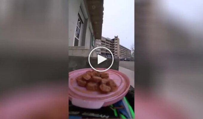 Доставка еды уличным кошкам с помощью радиоуправляемой машины