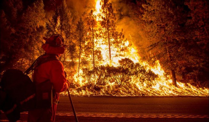 Жуткие лесные пожары в Калифорнии (24 фото)