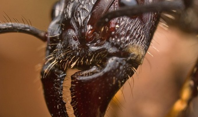 5 наиболее устрашающих насекомых в мире (16 фотографий + маты)
