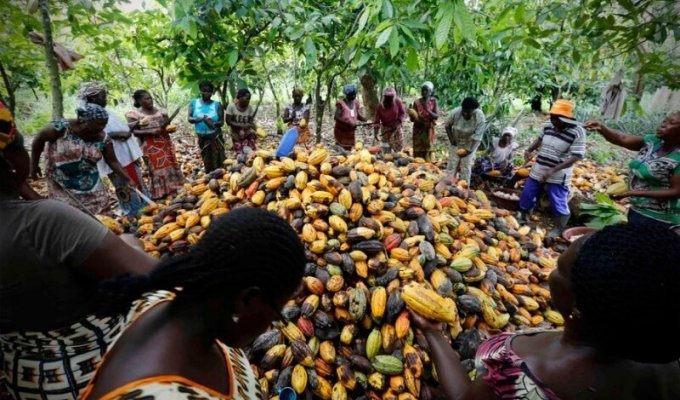 Как женщины в Африке выращивают какао (12 фото)