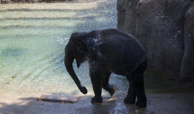 Новый слоновий вольер в зоопарке Вашингтона (8 фото)